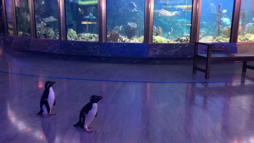 Penguins explore Shedd Aquarium during shutdown due to coronavirus