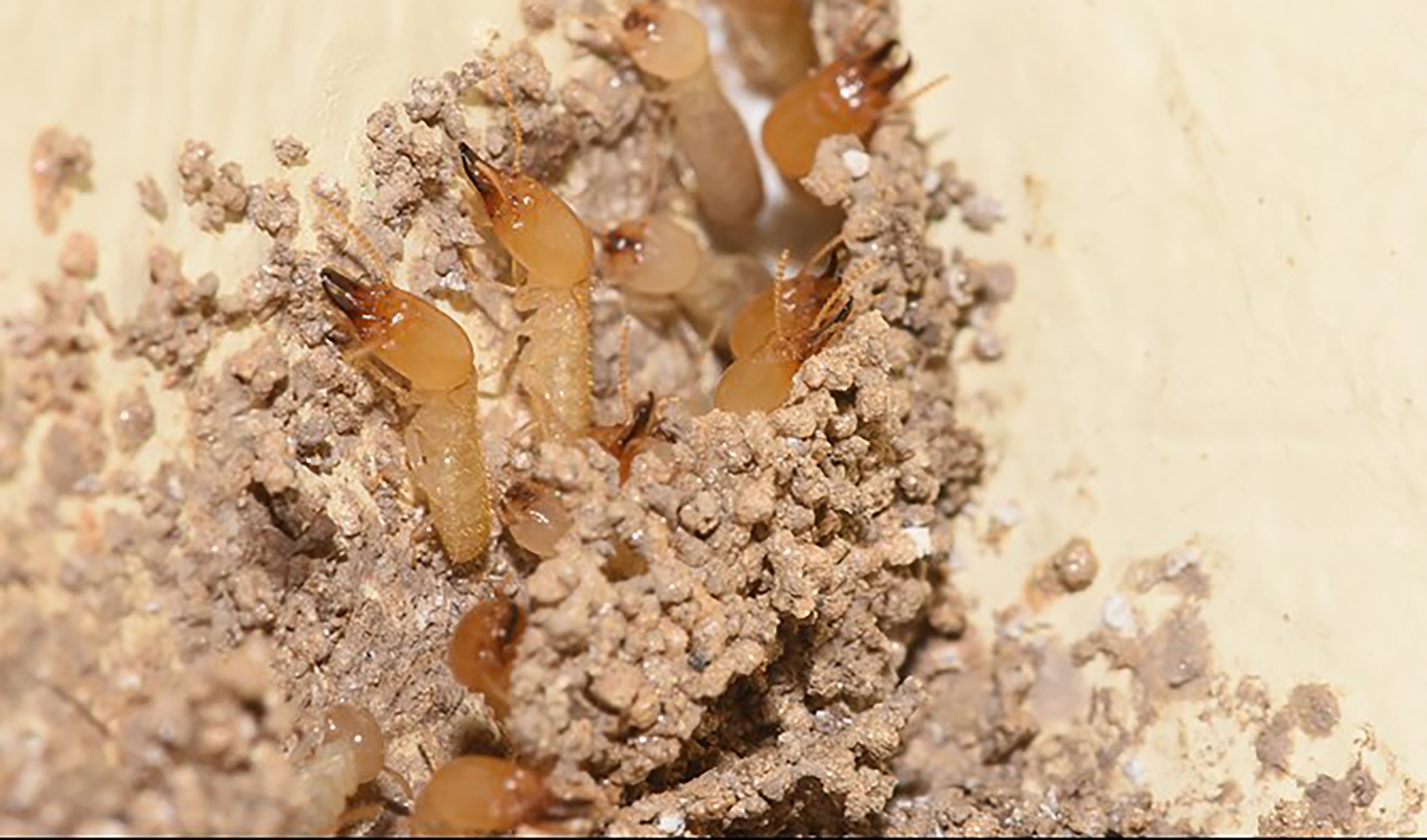 Top 10 Termite Prevention Tips