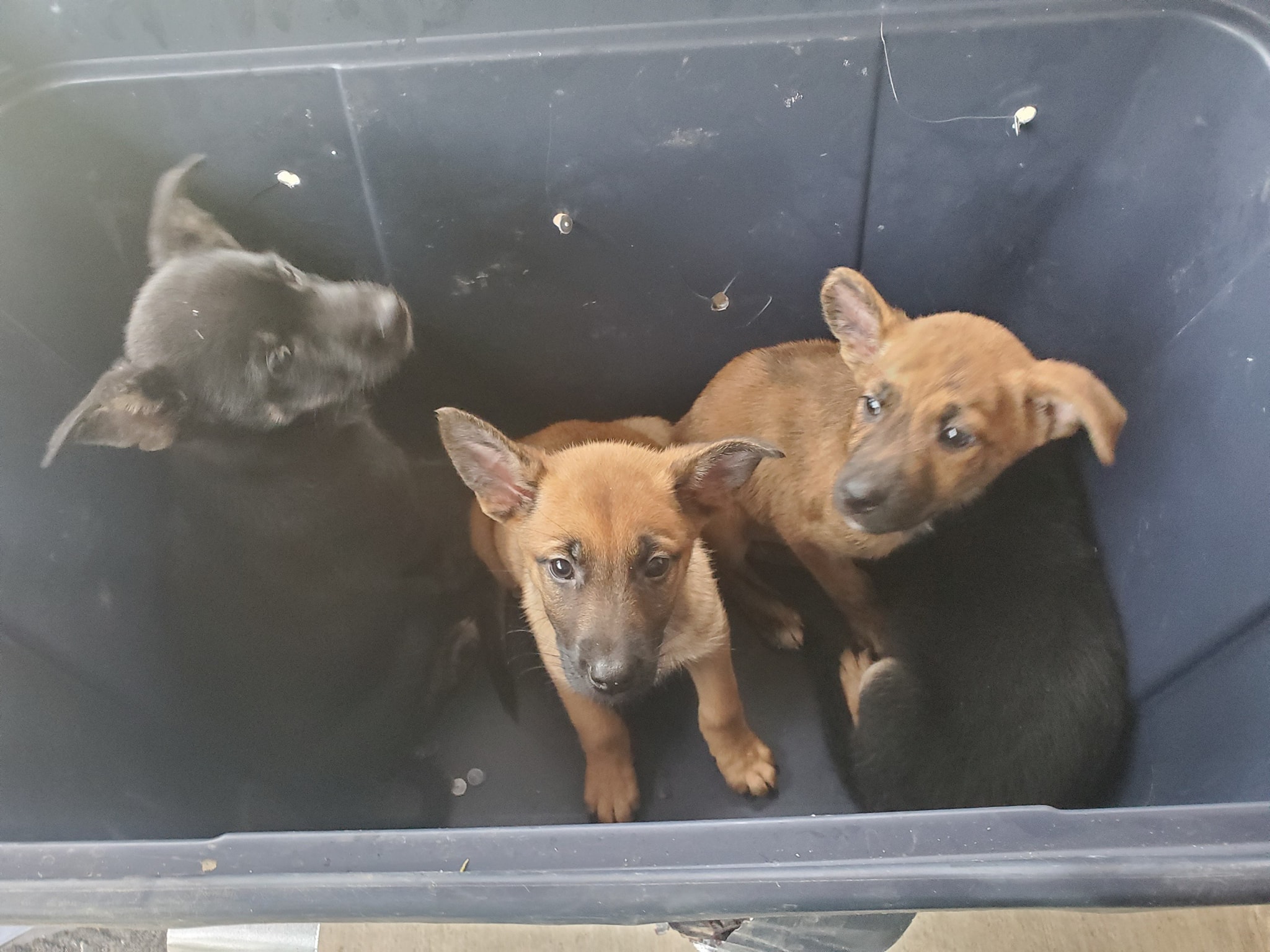 Puppies found abandoned in sealed plastic tote at Pell City Animal Control Center