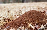 How to get rid of ant hills