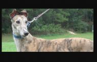 Birmingham Greyhound Racing to adopt out greyhounds after ending racing