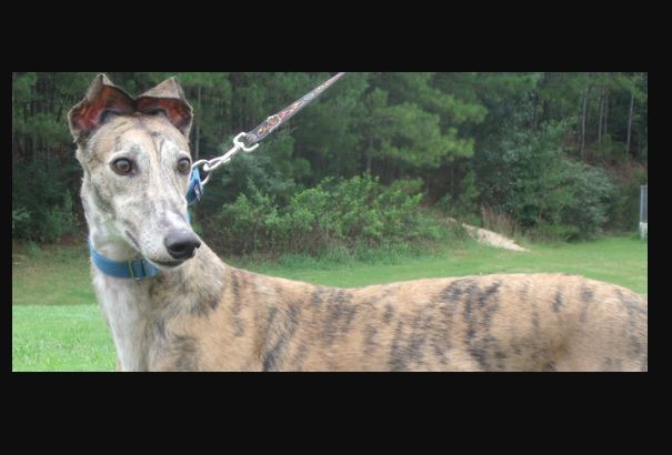Birmingham Greyhound Racing to adopt out greyhounds after ending racing
