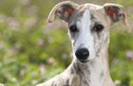 Alabama Greyhound Adoption Center tasked with rehoming more than 500 greyhounds to loving homes
