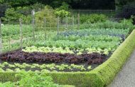 How to replant a vegetable garden in the summer for a big fall harvest