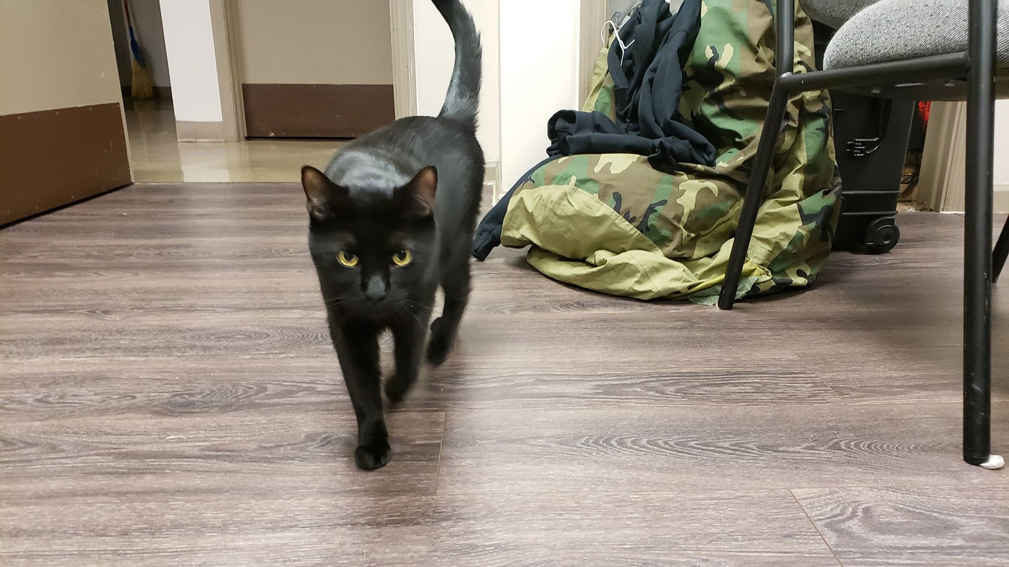 Meet Moody PD's Kitty Cop: Detective Watson; on duty for mice patrol