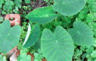HOME SERVICES: Getting elephant ear plants ready for winter