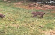 Groundhog vs. Bobcat caught on camera in Connecticut