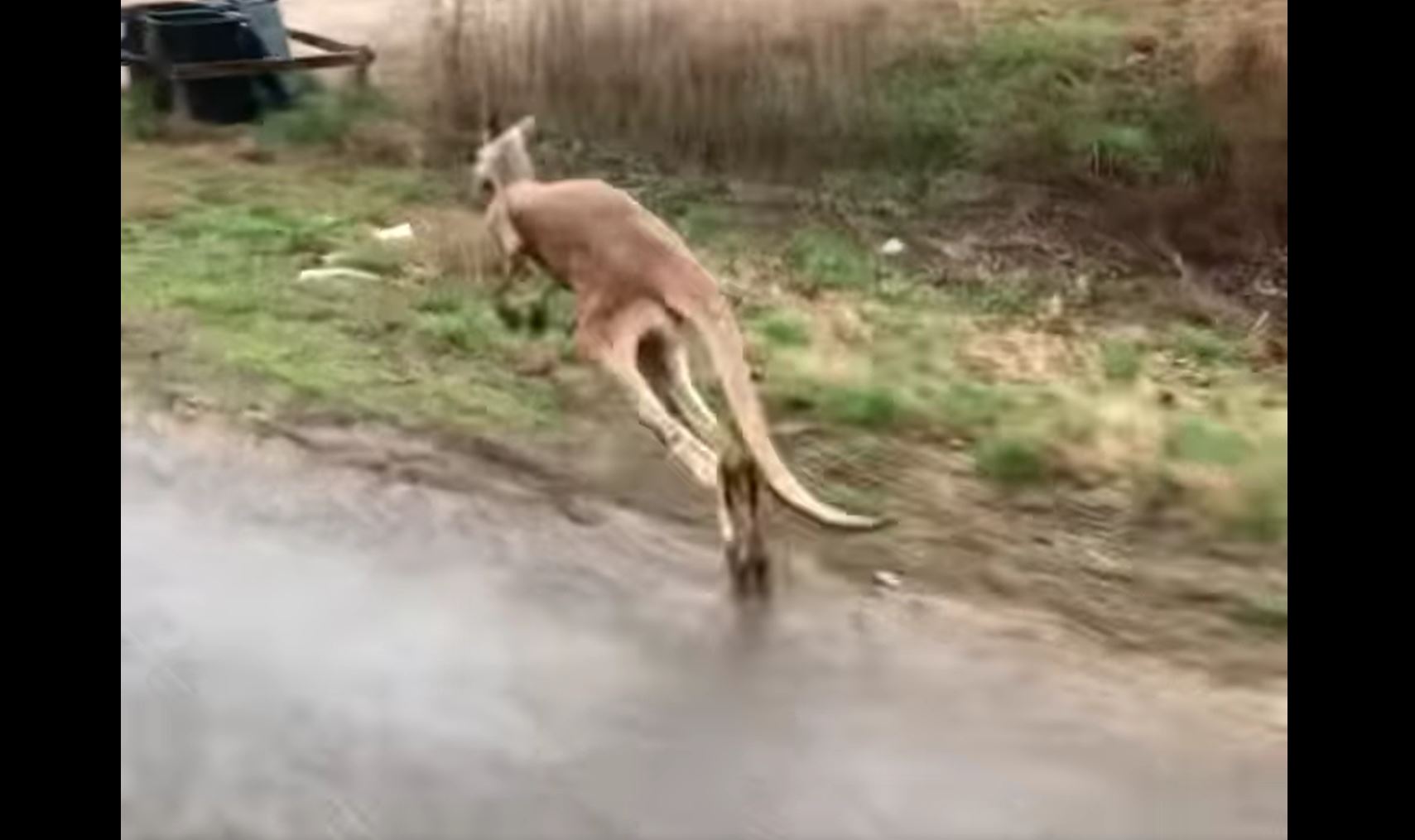 Fugitive kangaroo captured in Alabama after slipping keepers
