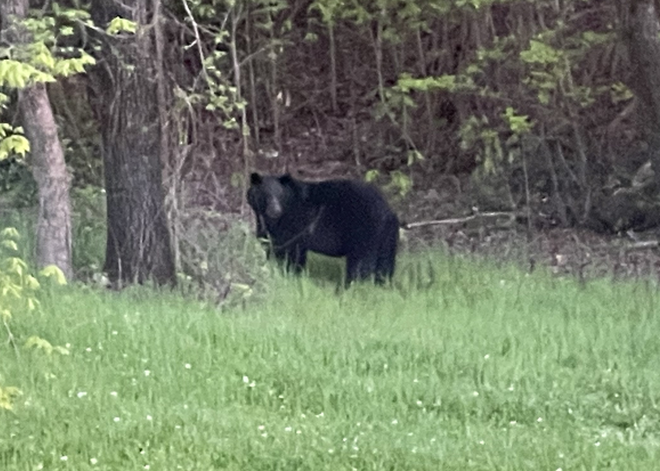 VIDEO: Another bear sighting caught on camera in Trussville