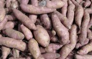 Sweet potato could be Alabama's official state vegetable