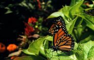 CANCELLED: Butterfly release to raise awareness for ovarian cancer