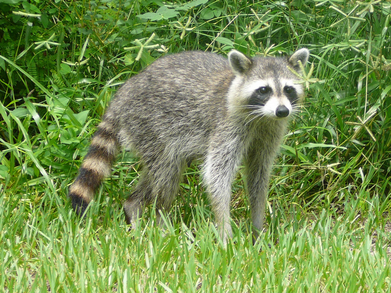 Raccoon in Cullman tests positive for rabies