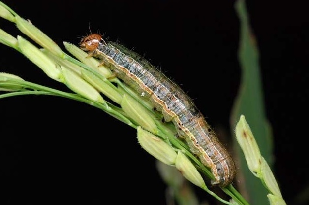 How to get rid of Armyworms