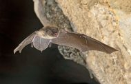 Gates at Weaver Cave protect habitat of at-risk bats