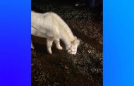 Trussville PD helps find lost pony's family