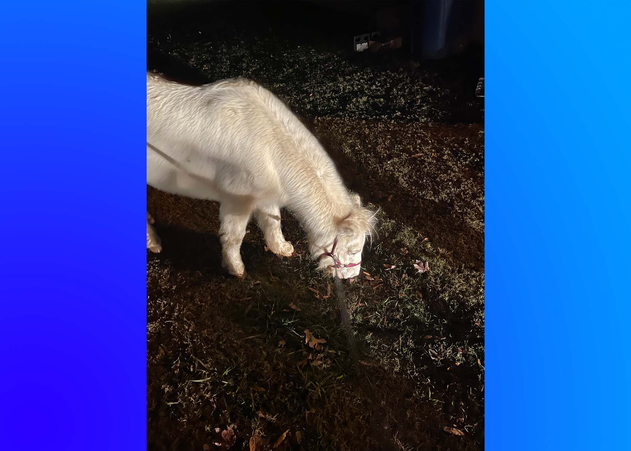 Trussville PD helps find lost pony's family