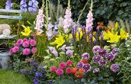 Home Services: Plant spring bulbs now