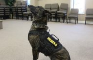 Springville Police Department welcomes newest member
