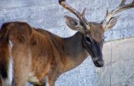 WFF's Sykes urges hunters to not overreact to CWD