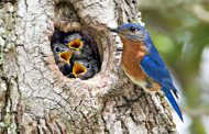 Home Services: The ins & outs of building bird nesting boxes