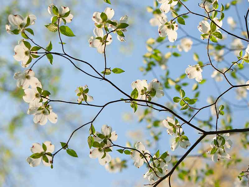 Tree Talk: Spring Pruning Tips