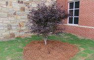 TCS dedicates tree in memory of John Floyd