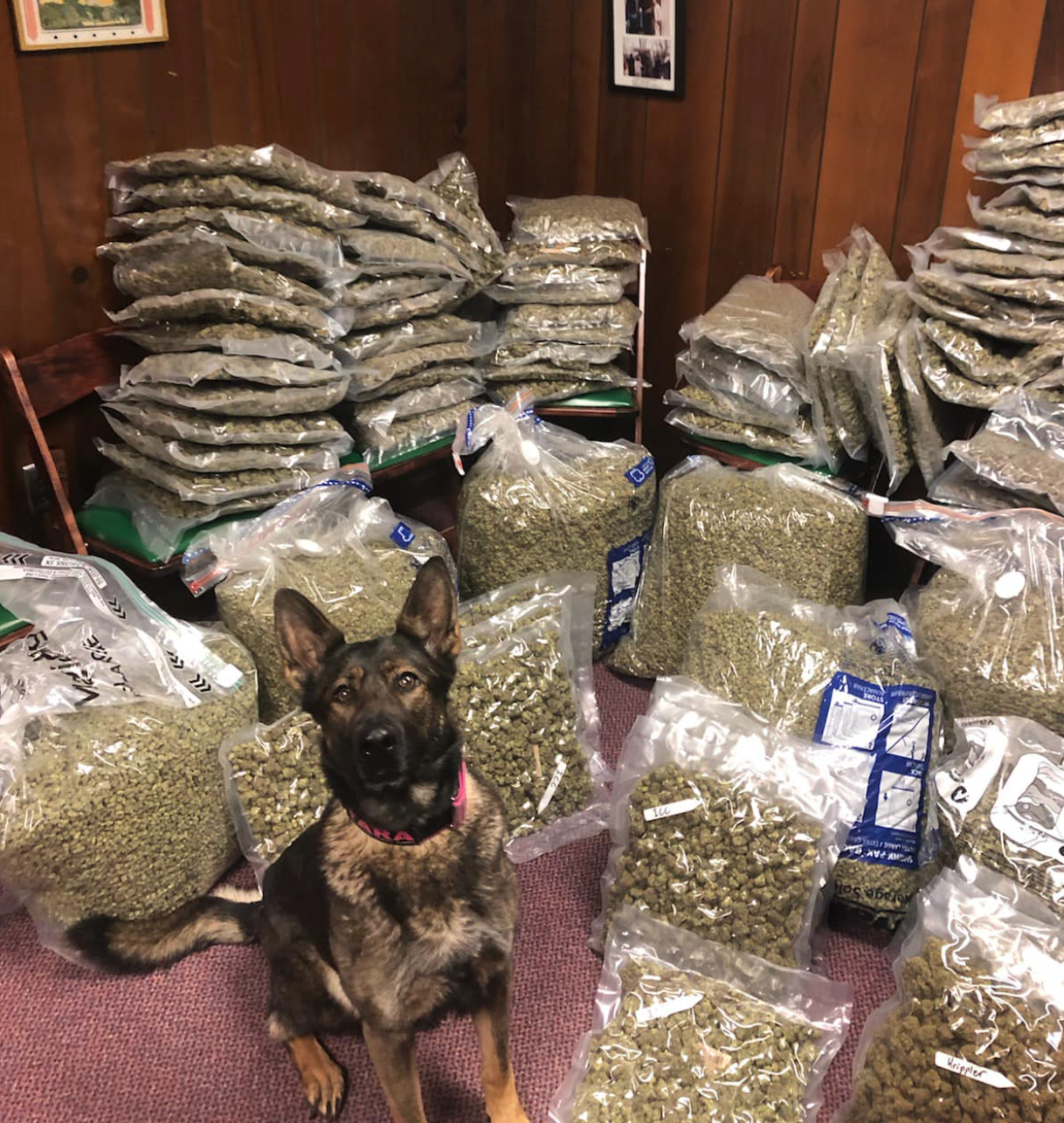 Traffic stop on I-59 NB leads to discovery of 250 lbs of weed