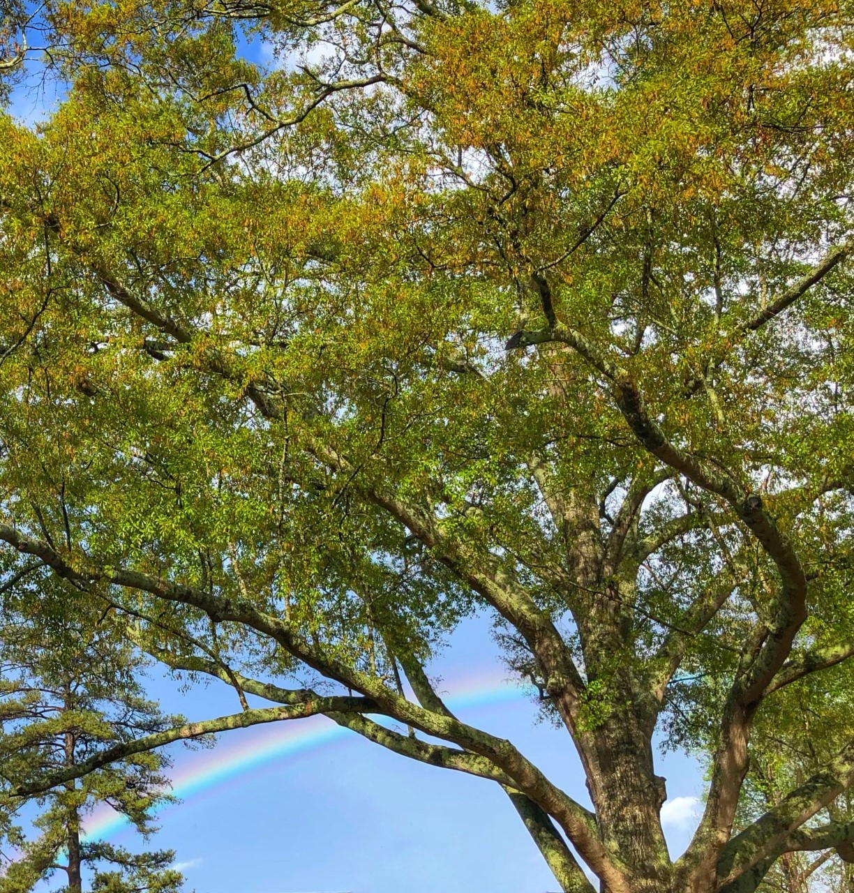 Tree Talk: Oak Trees, Baseball, and Heaven