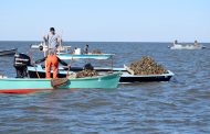 Alabama's Oyster Harvest off to great start
