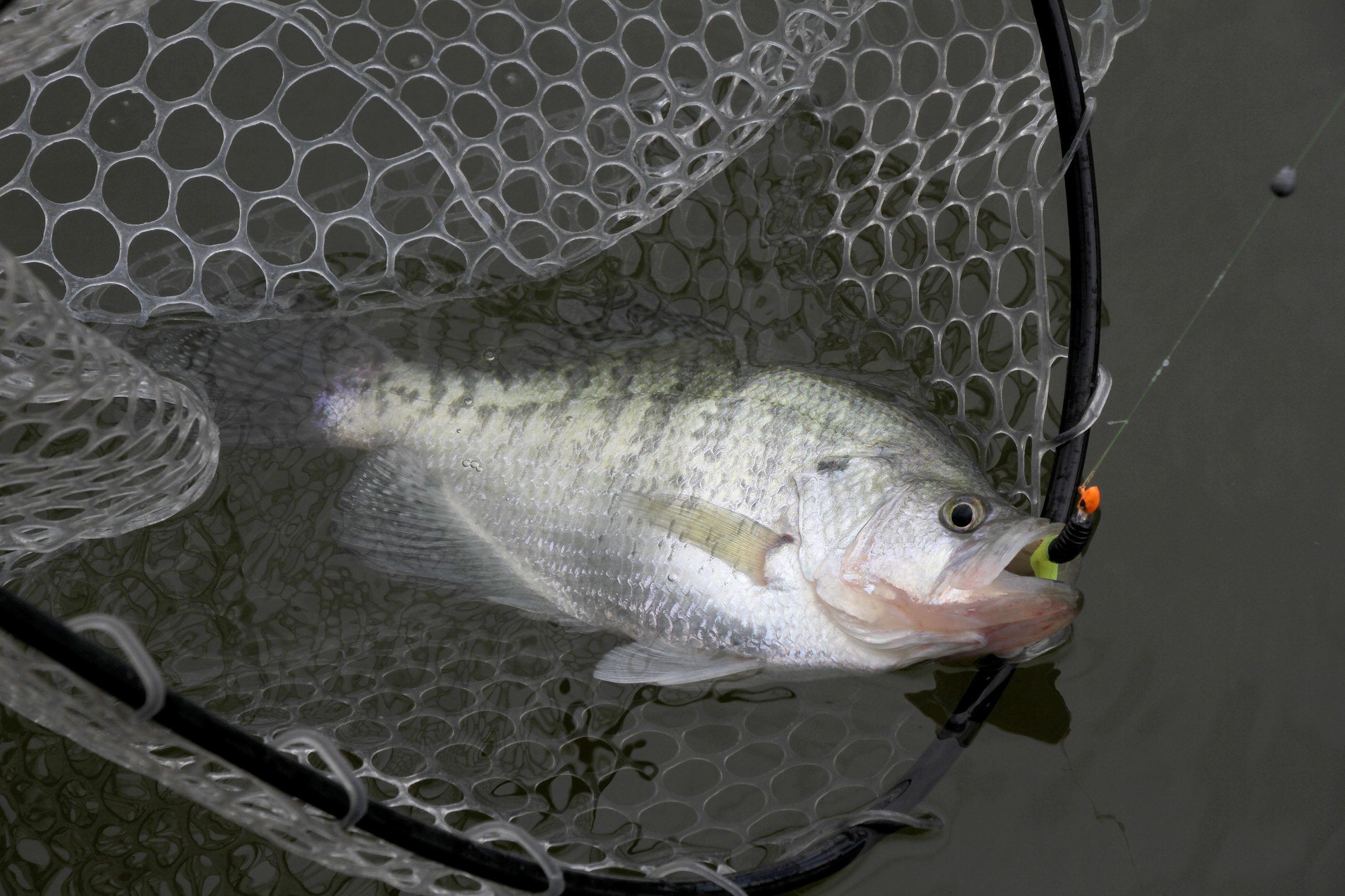Pitts hooked On winter crappie fishing on Coosa Reservoirs