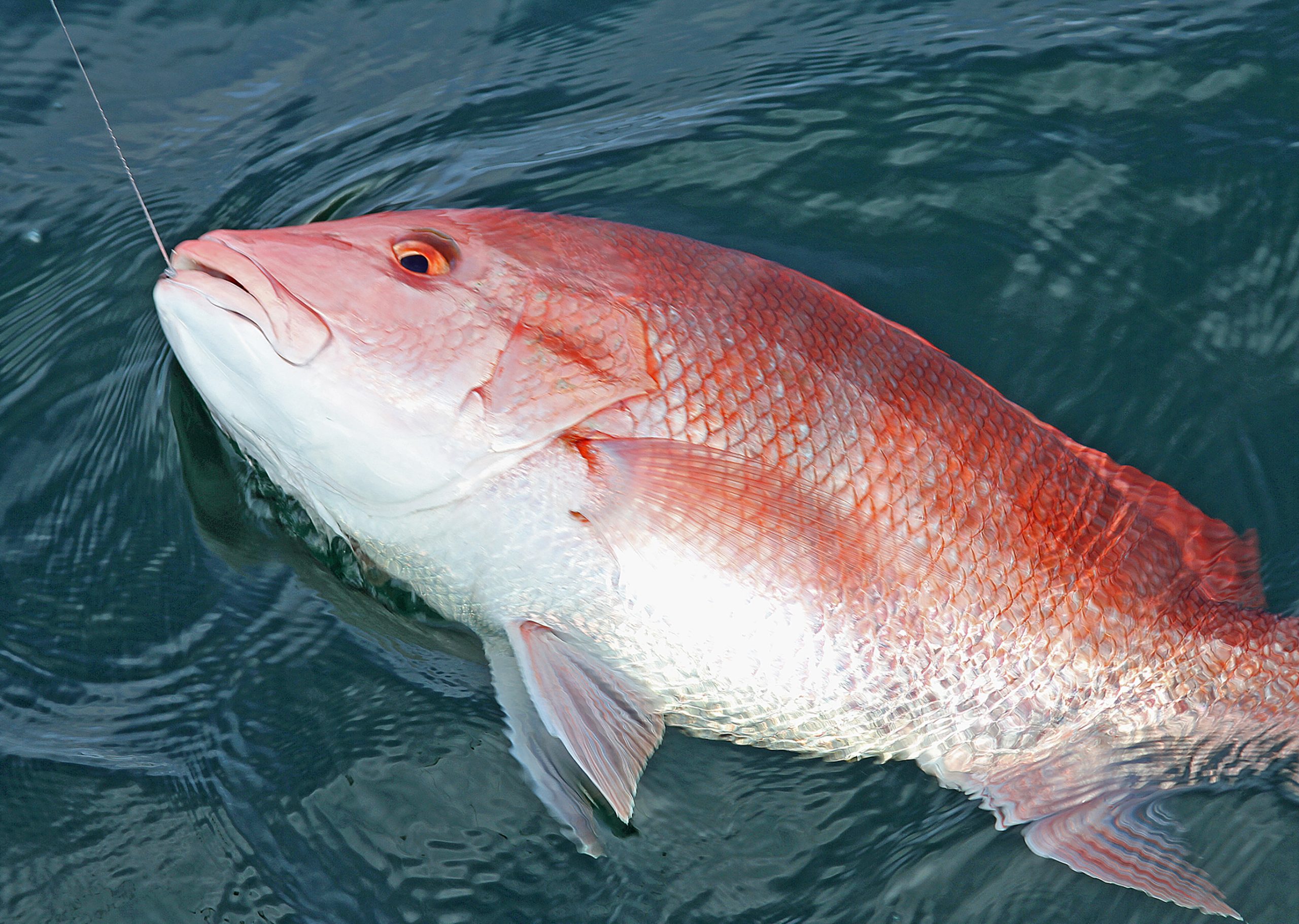 Alabama's private recreational red snapper quota may be cut