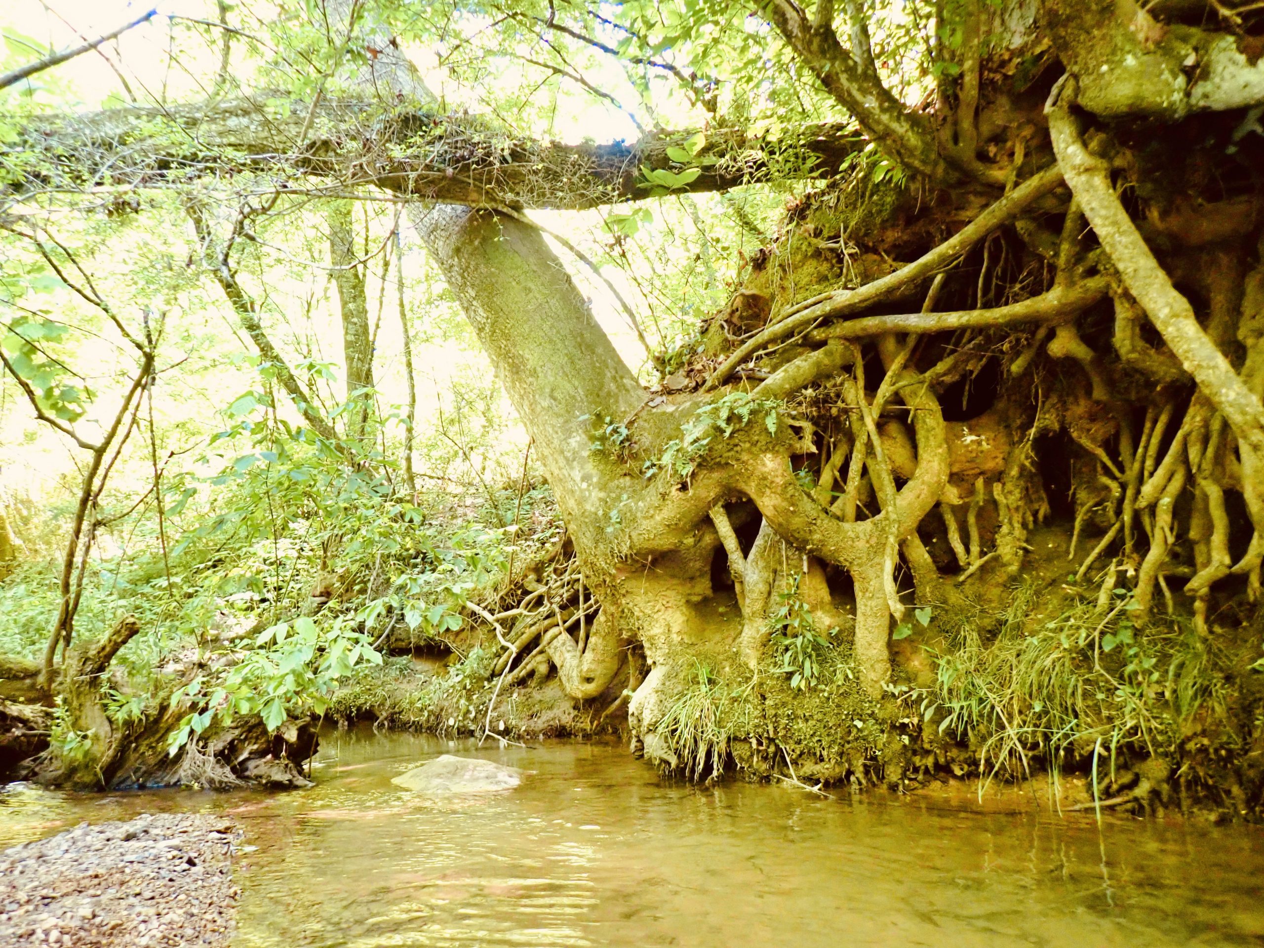 Tree Talk: How trees can reduce the worst pollution in our rivers