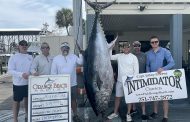 Orange Beach's Intimidator lands giant bluefin tuna