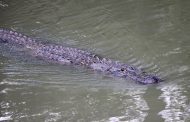 Expect to see alligators throughout Alabama