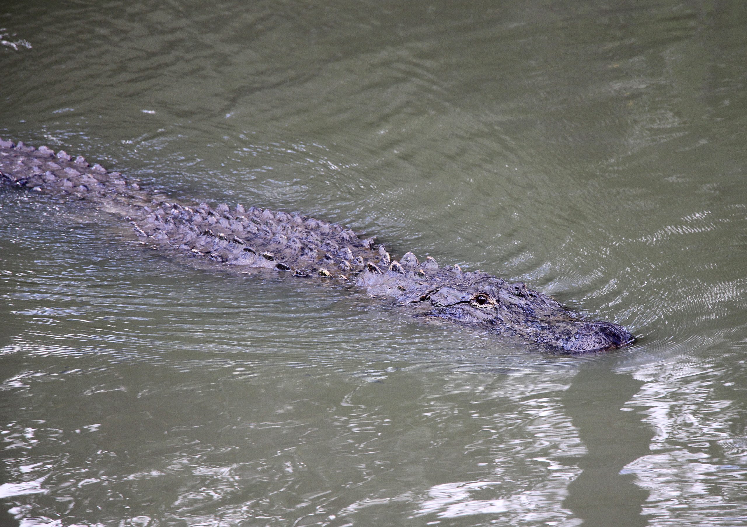 Expect to see alligators throughout Alabama