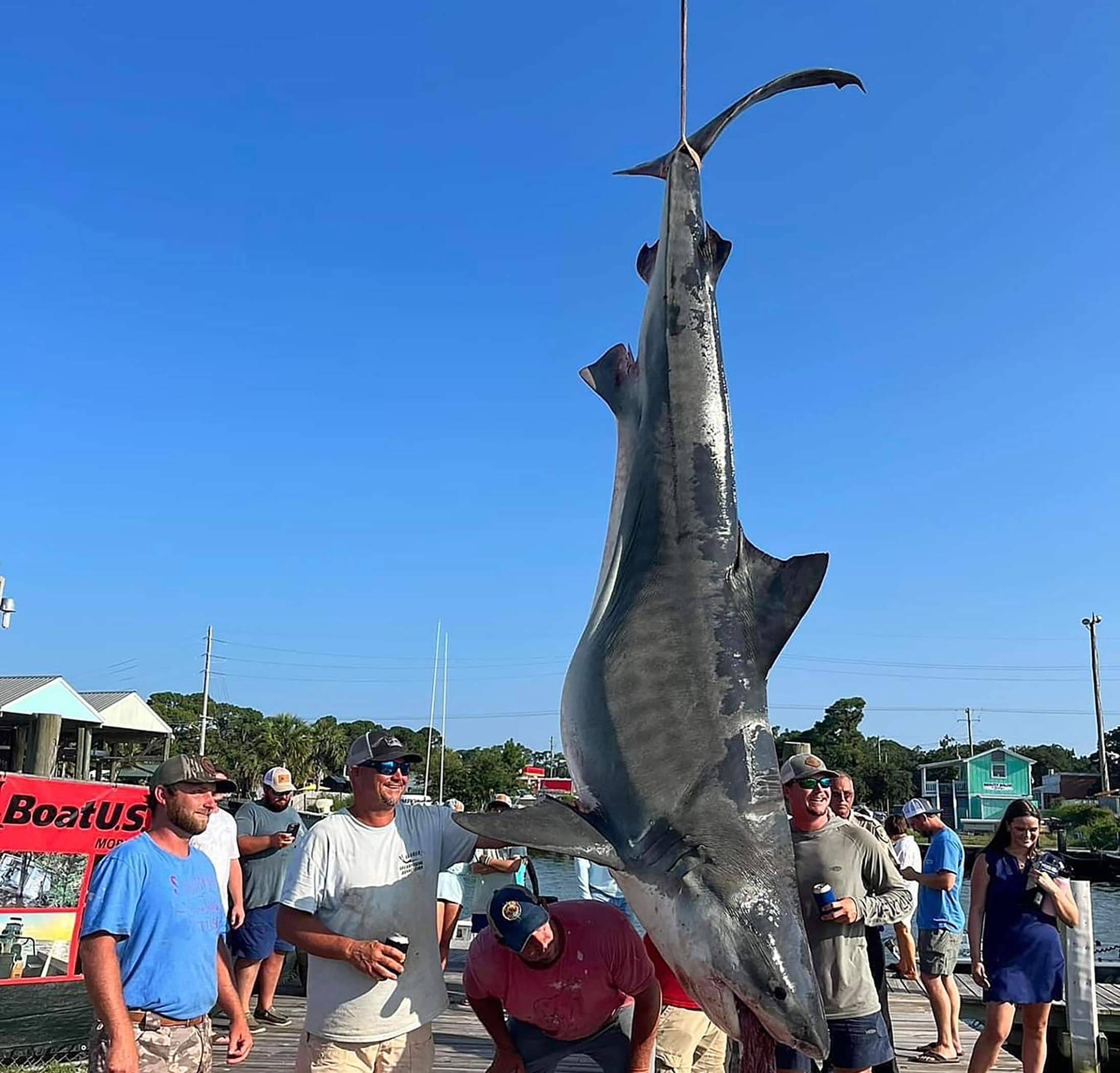 Potential record shark highlights 90th ADSFR