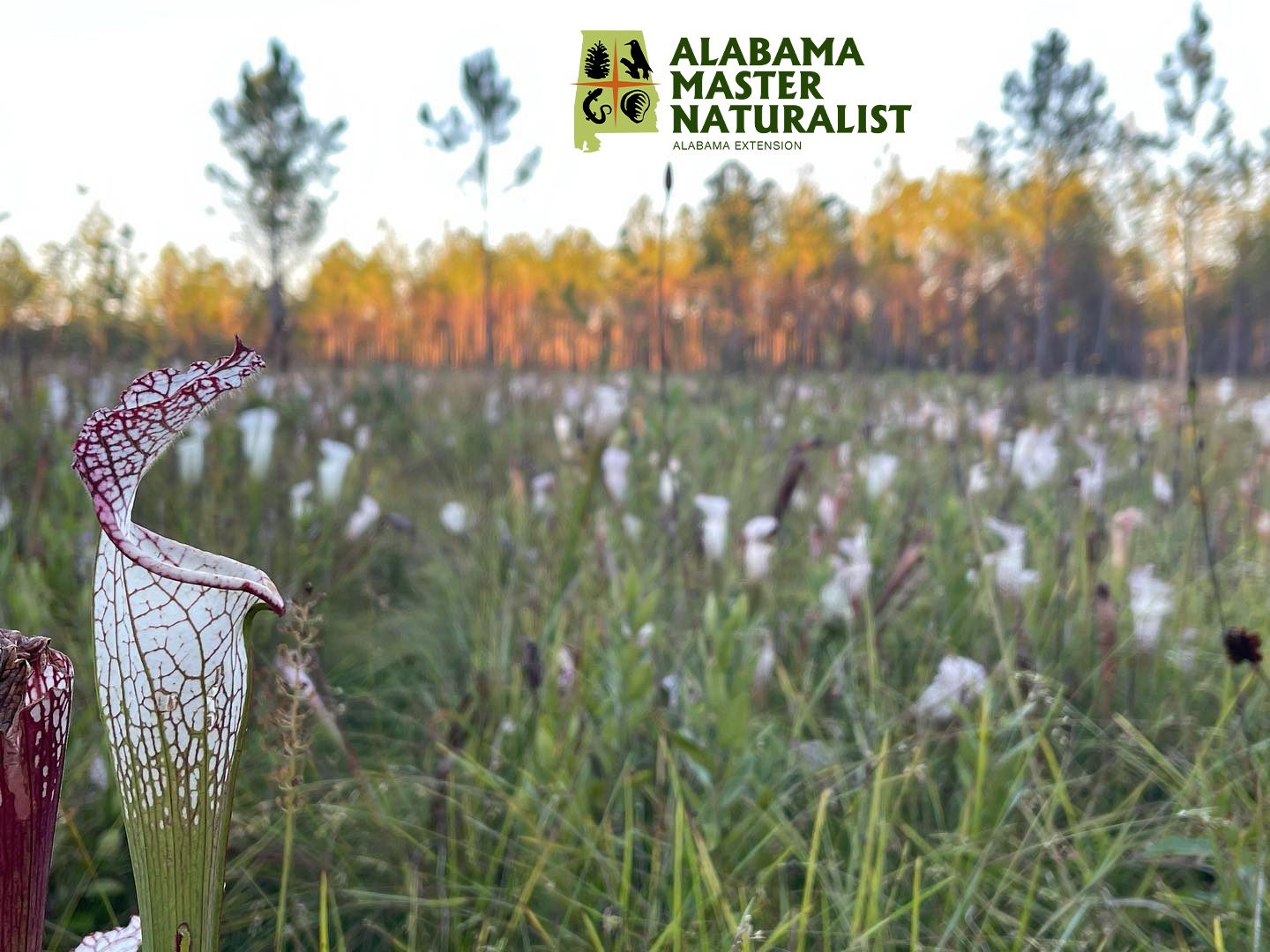 Alabama Master Naturalist Program registration now open