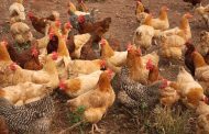 Avian influenza detected in Alabama