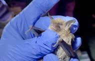 Celebration of Bats continues at Wildlife and Freshwater Fisheries