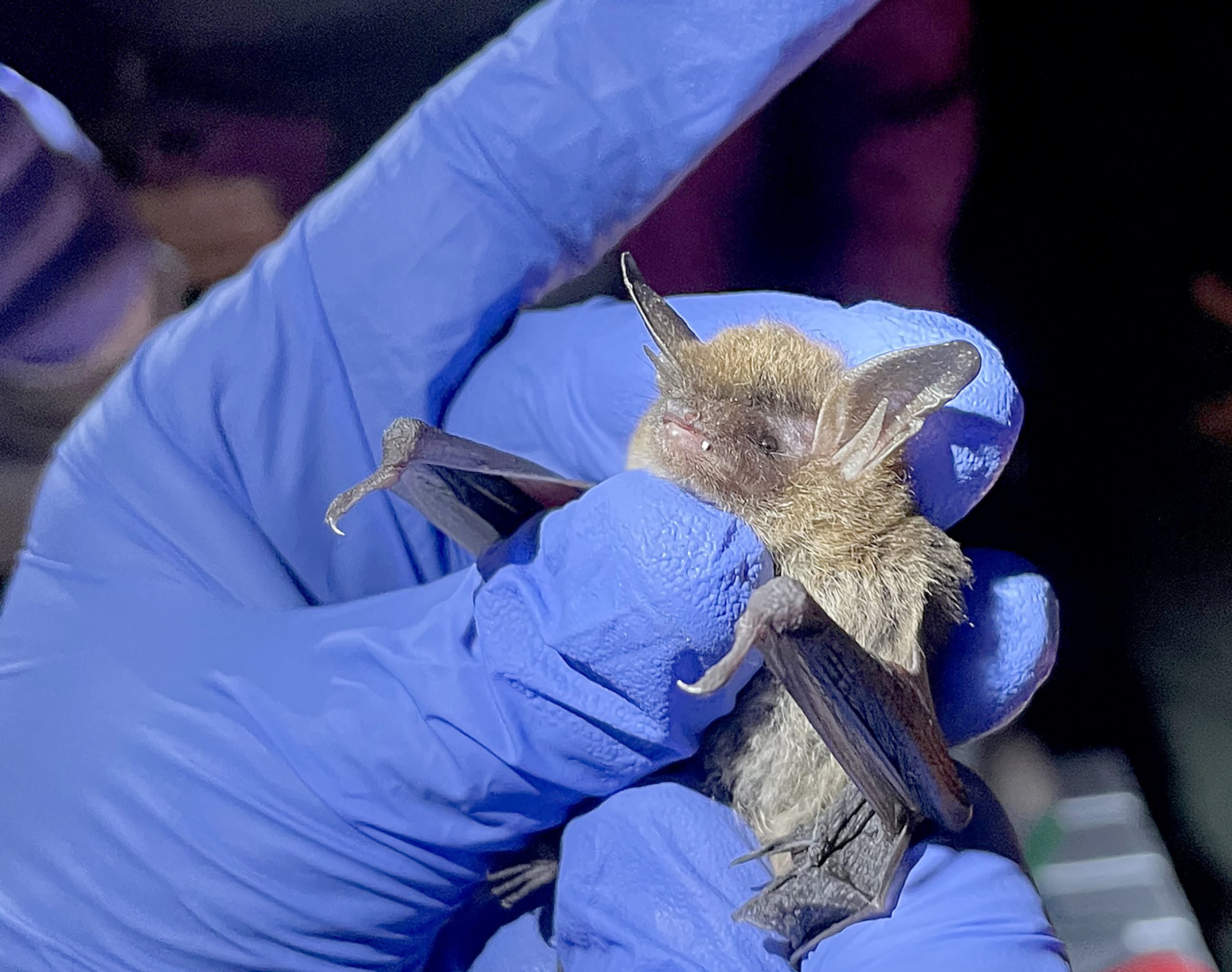 Celebration of Bats continues at Wildlife and Freshwater Fisheries