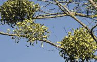 Mistletoe: Holiday Friend or Forest Foe?