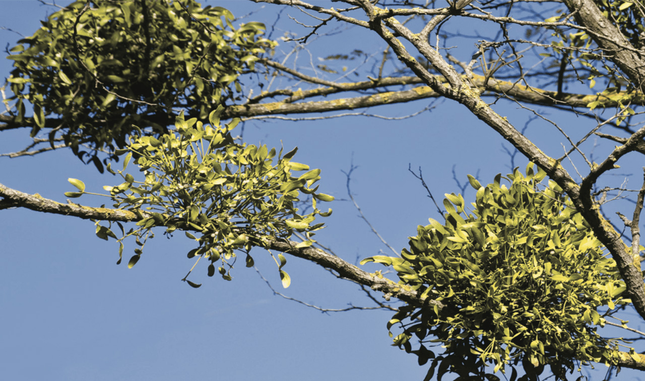 Mistletoe: Holiday Friend or Forest Foe?