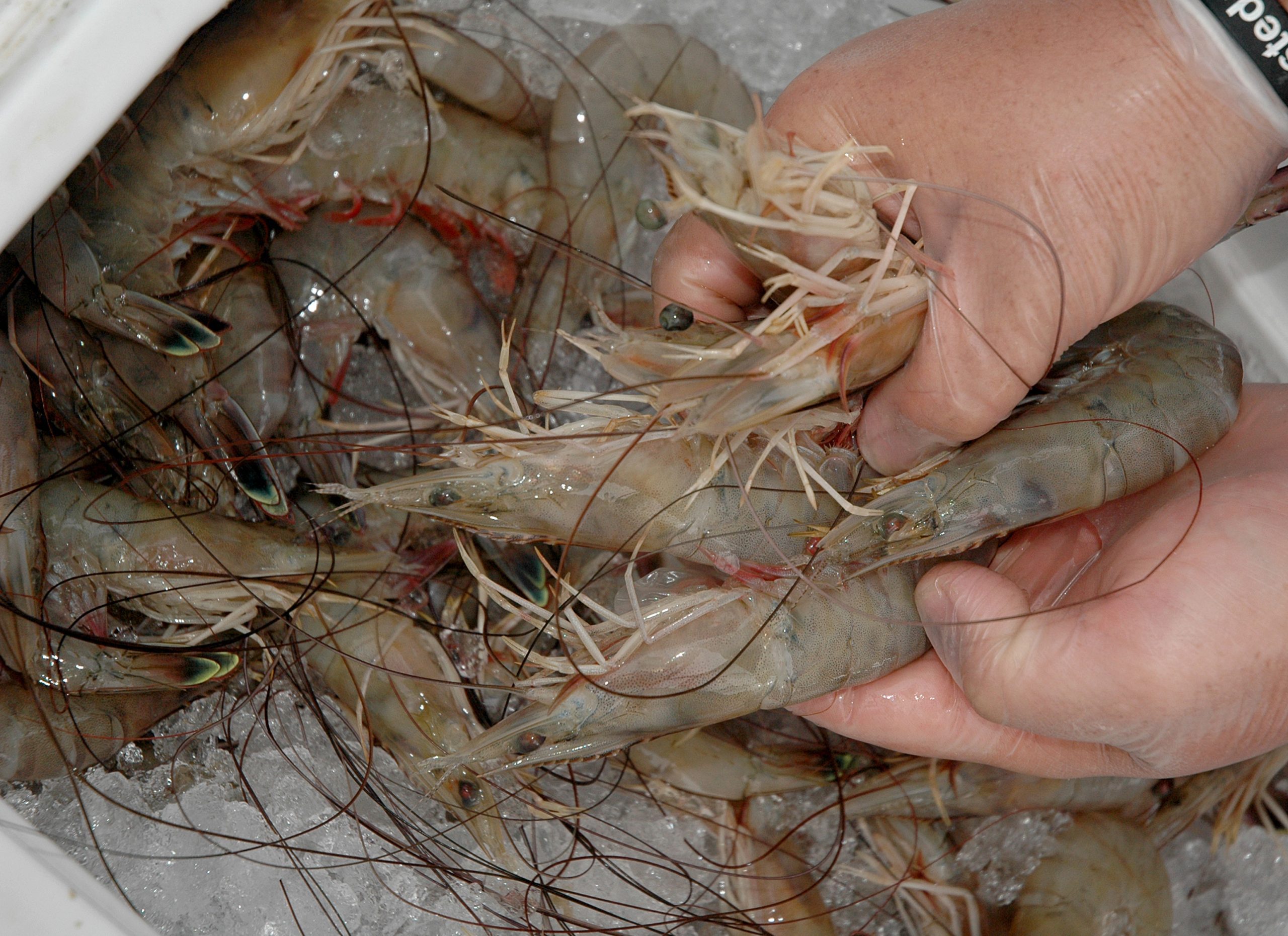 Plash has gotta go shrimping despite low prices