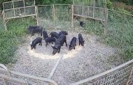 Forever Wild Board Commits to Feral Hog Mitigation