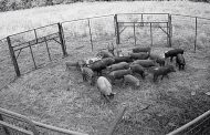 Alabama Agencies Meet to Work on Feral Swine Solutions
