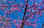 Tree Talk: Choosing Spring Bloomers